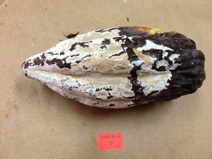 Cacao affected by moniliasis