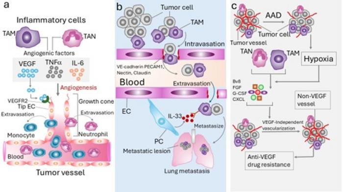 Inflammatory cells in tumor angiogenesis, metastasis, and antiangiogenic drug response