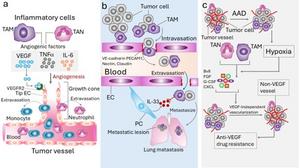 Inflammatory cells in tumor angiogenesis, metastasis, and antiangiogenic drug response