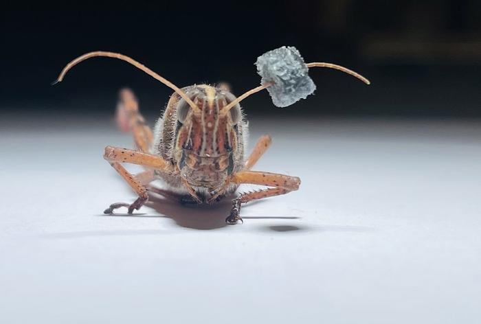 Locust biosensors