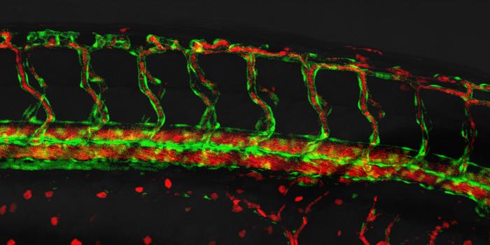 Blood vessels in a zebrafish