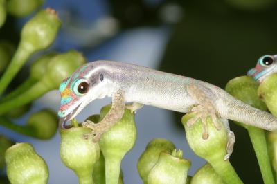 Endemic Species on the Island of Mauritius
