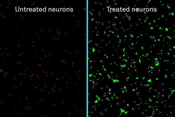 Treated v. untreated human neurons