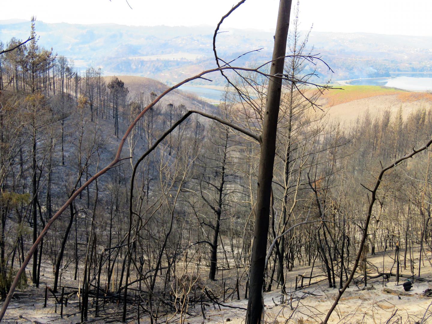 Intensity of Fires Fueled by Invasive Pines