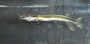 An evolutionary trade-off has limited how fish catch their prey