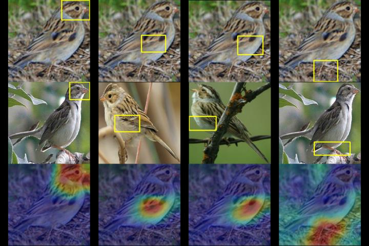 A Clay Colored Sparrow as Seen through the 'eyes' of An Algorithm