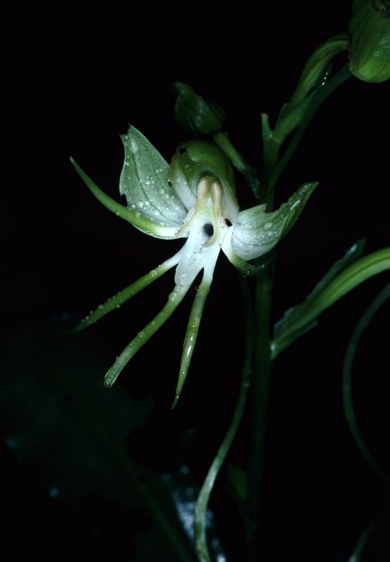 <em>Habenaria tianae</em>