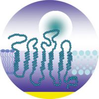 Synthetic Membrane