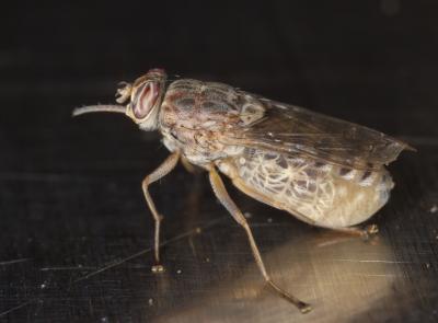 Tsetse Fly
