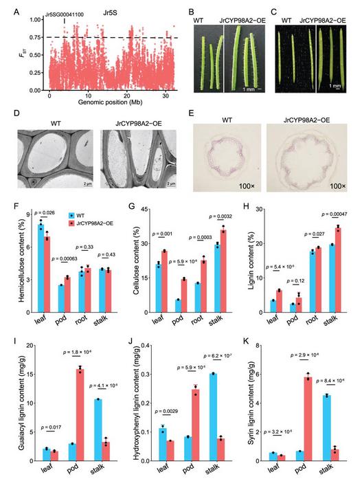 Identification and functional characterization of JrCYP98A2 as a key regulator of lignification and shell thickness.