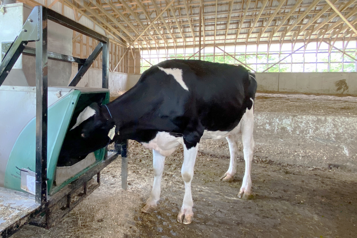 Cow_Methane