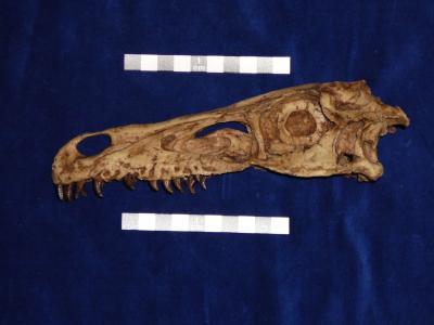 <I>Velociraptor</I> Skull