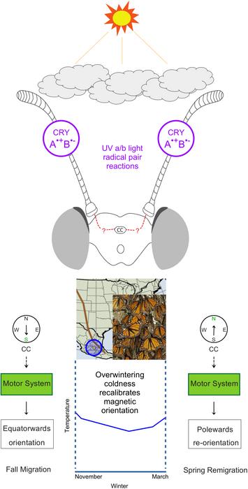 Monarch butterflies (Danaus plexippus) only use magnetic cues for migratory directionality with orientation re-calibrated by coldness