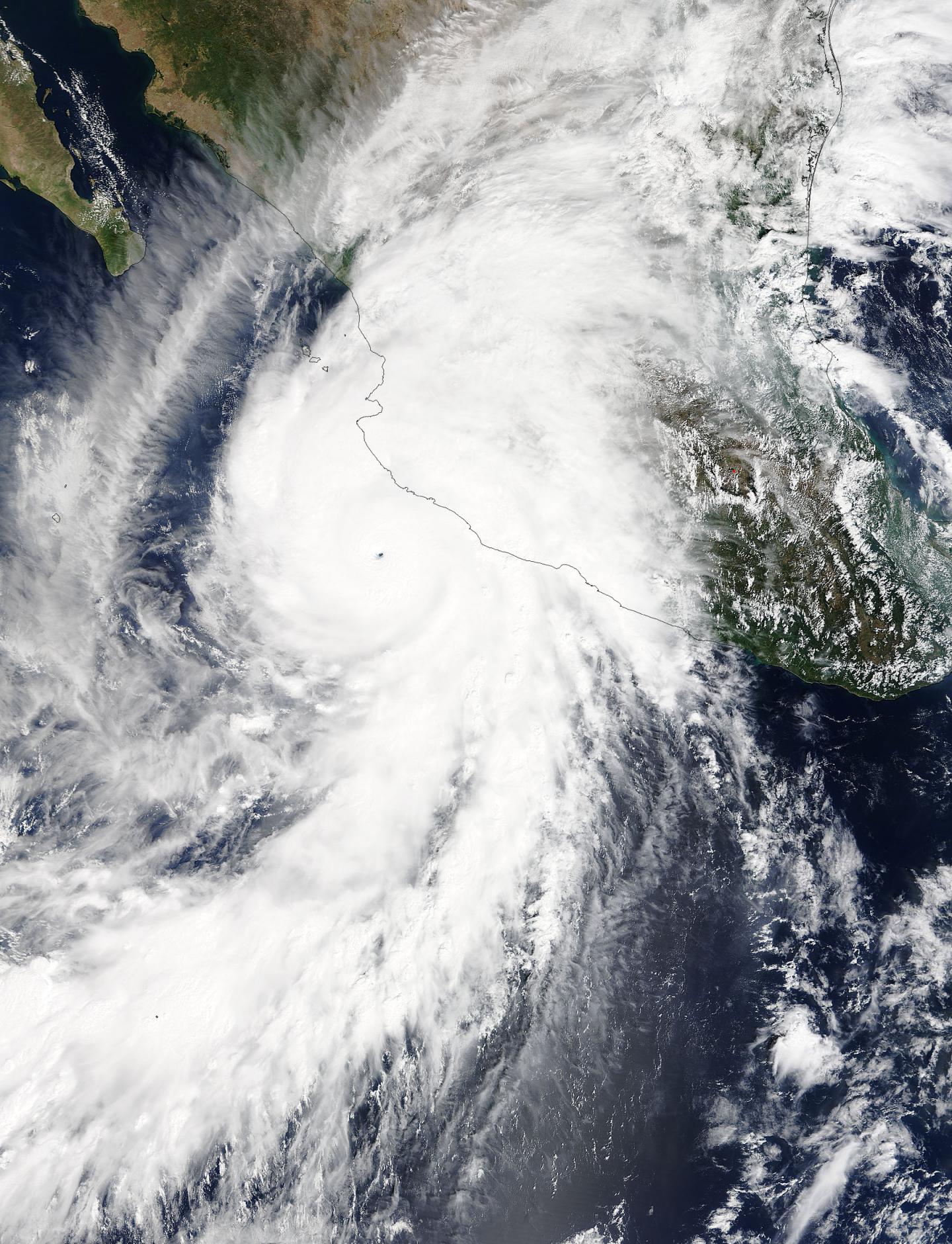 Terra Image of Patricia