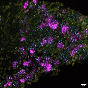 Mouse neurons