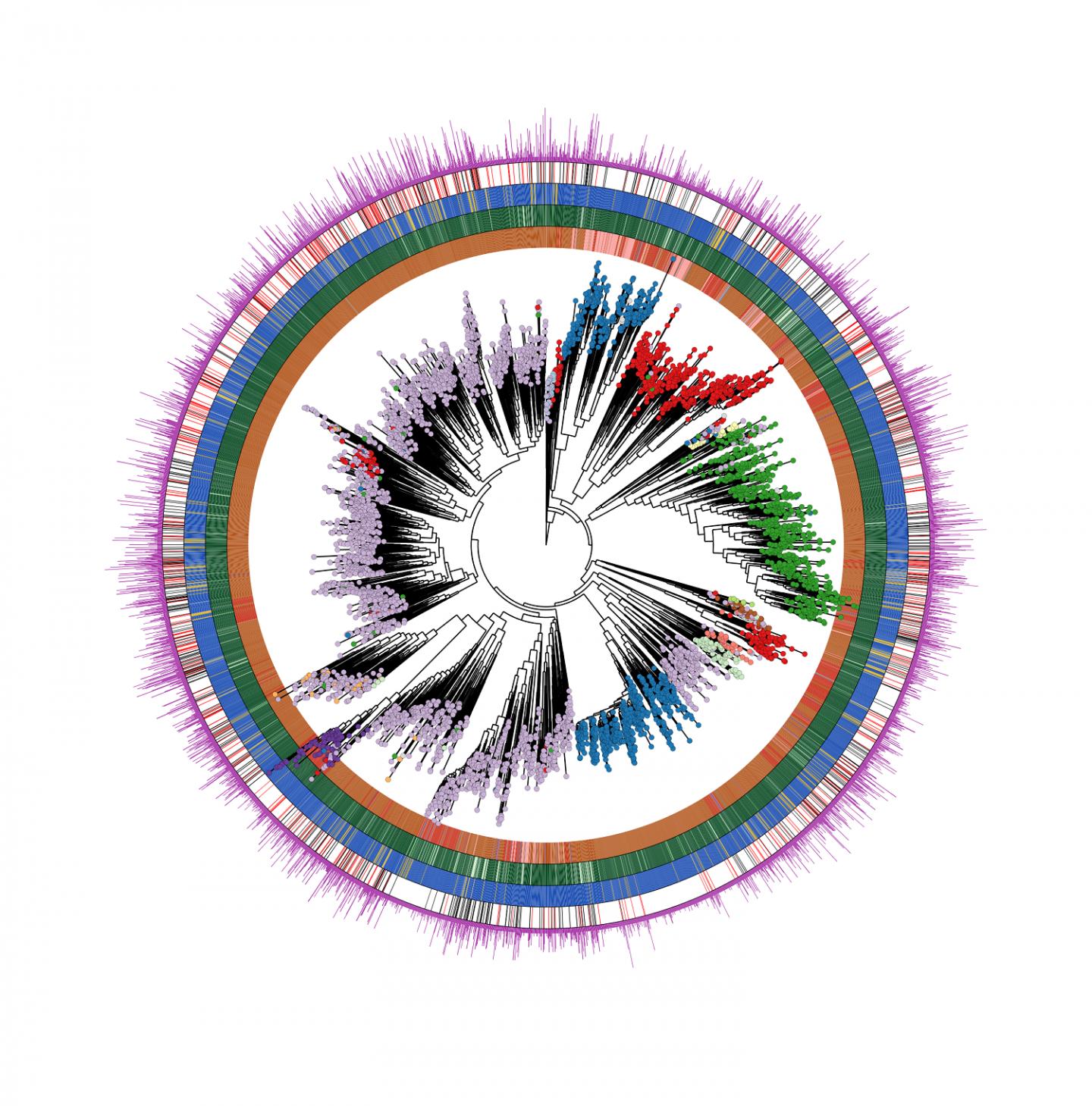 The 'Human Microbiome Tree Of Life'