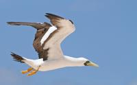 A masked booby