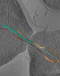 DNA Bridges (2 of 2)