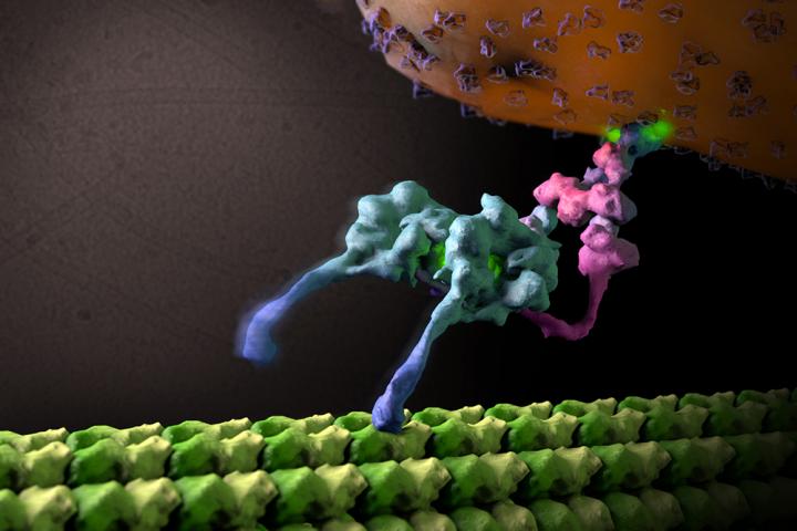 Lander Dynein Structure