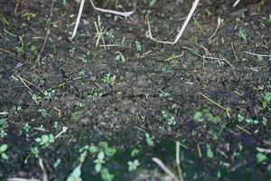 Close-up of soil