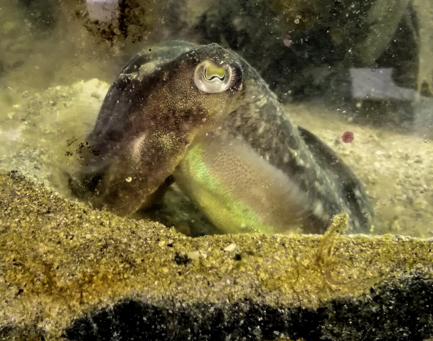 European Common Cuttlefish
