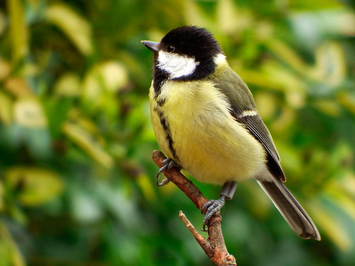 Great Tit Wearing RFID Tag