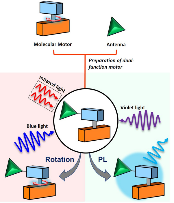 Fluorescing molecular motor with antenna