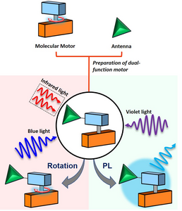 Fluorescing molecular motor with antenna
