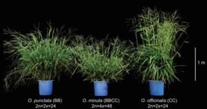 Whole plants of the wild rice allopolyploid Oryza minuta and its two diploid progenitors