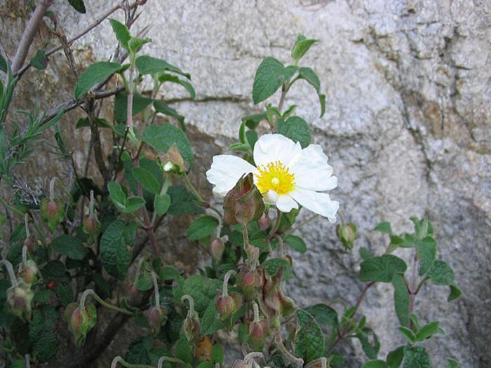 A polyphenol-rich extract from Cistus salviifolius showed fungicidal activity against several dermatophytes and reduced fungal infection in a reconstructed human epidermis model.