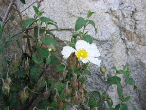 A polyphenol-rich extract from Cistus salviifolius showed fungicidal activity against several dermatophytes and reduced fungal infection in a reconstructed human epidermis model.