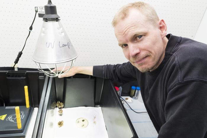 Chicks of southern dunlin in the laboratory with researcher Veli-Matti Pakanen