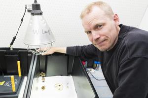 Chicks of southern dunlin in the laboratory with researcher Veli-Matti Pakanen