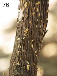 Cocoons