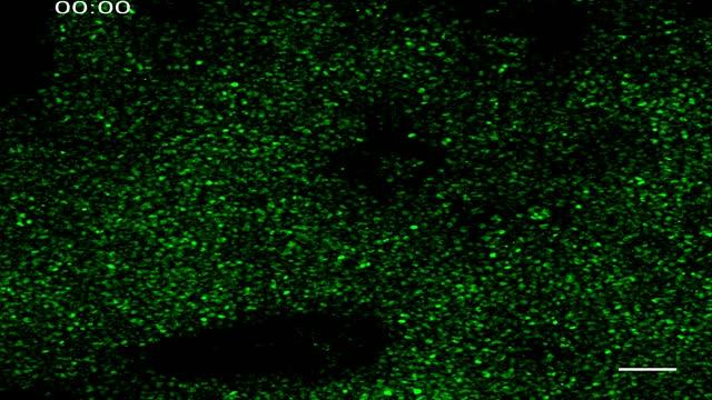Cellular Segmentation Clock of Human Spine Development