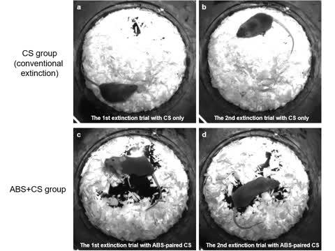 ABS Pairing Induces a Significant Decrease in Fear Response