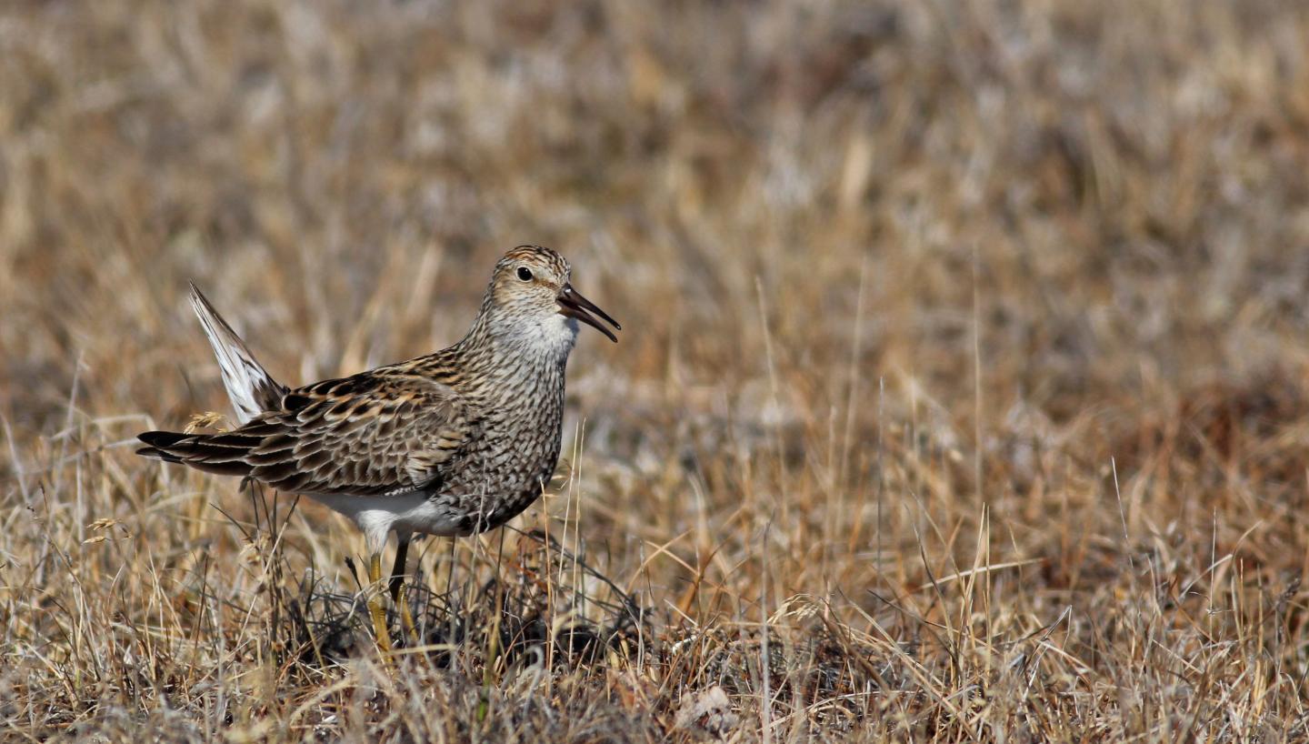 Pectoral Sandpiper