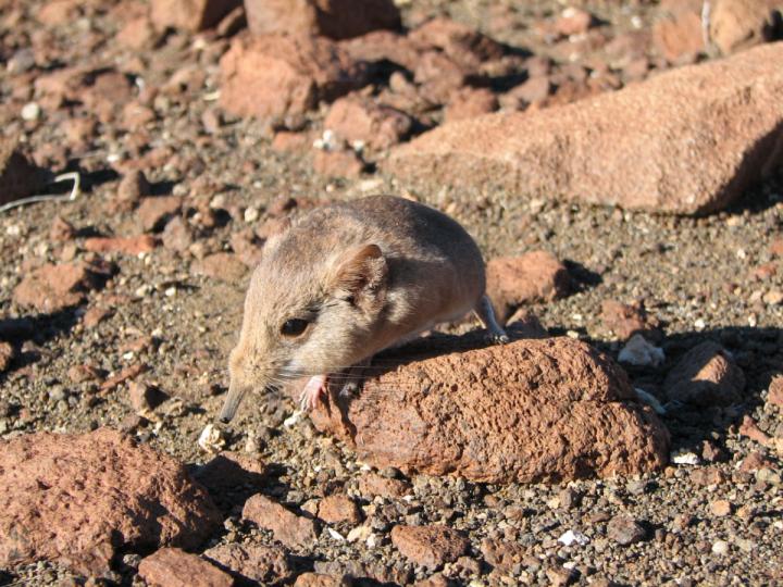 The Etendeka Round-Eared Sengi