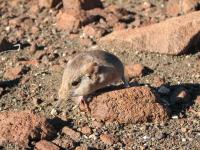 The Etendeka Round-Eared Sengi