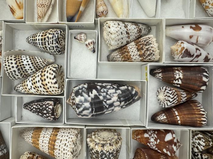Mollusks