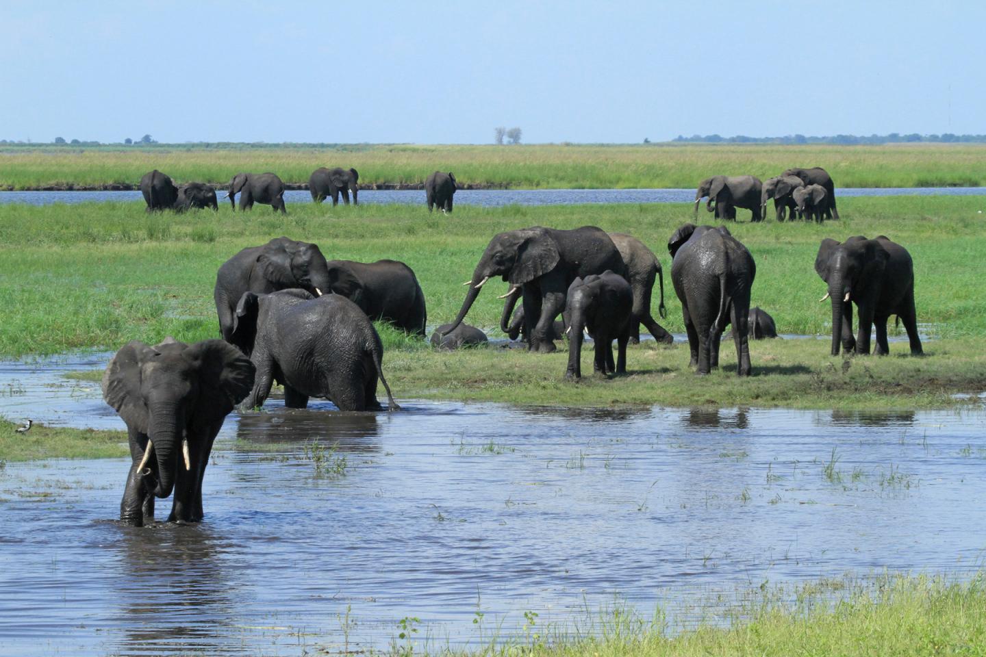 Elephants (2 of 2)