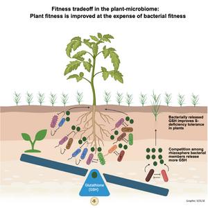 NUS-SCELSE researchers uncover hidden plant–microbe strategy that boosts crop growth under nutrient stress