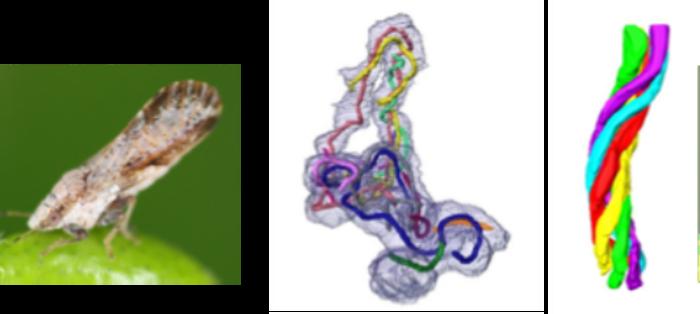 Tubular Structures in Profftella