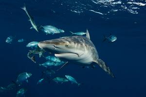 Blacktip Shark