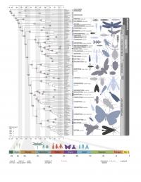 Insect Tree