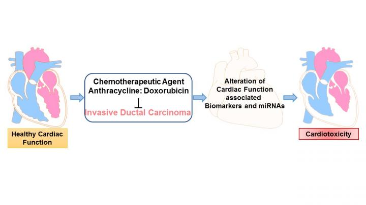 Cardiotoxicity