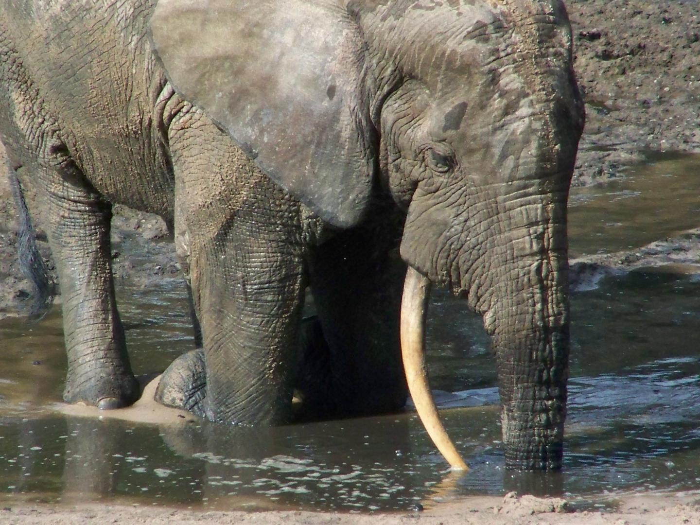 Elephant Trails 2