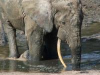 Elephant Trails 2