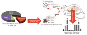 [Figure 3] ¹⁴C-nanotracing approach for analyzing the organ distribution of black carbon-based fine particulate matter