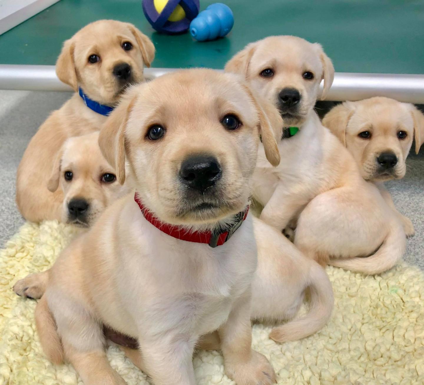 Puppies